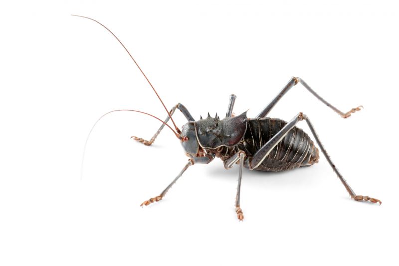 Cricket Prevention in New Braunfels, TX