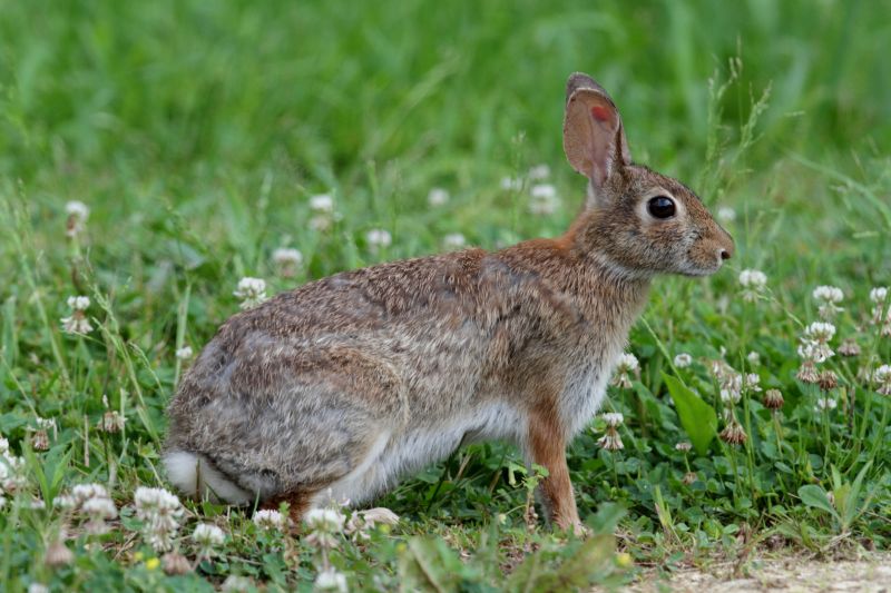 Humane Rabbit Removal Methods