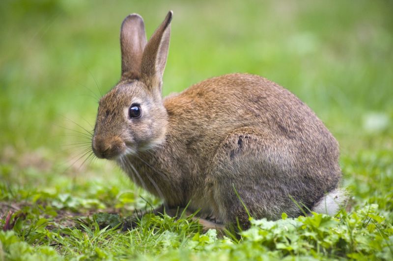 Rabbit Damage Prevention
