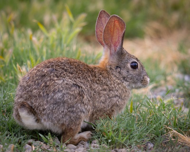 Signs You Have A Rabbit Infestation And Why Fast Removal Matters