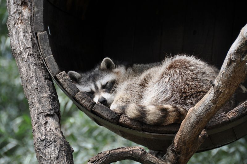 Signs You Have Raccoons In Your Attic And Why Professional Removal Matters