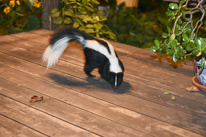 Skunk Activity