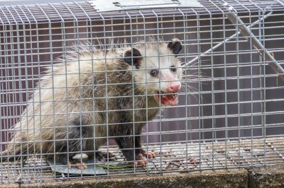 Opossum Shelter
