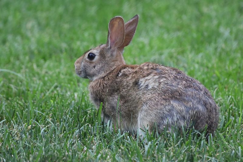 Eliminate Rabbits To Control Overpopulation!