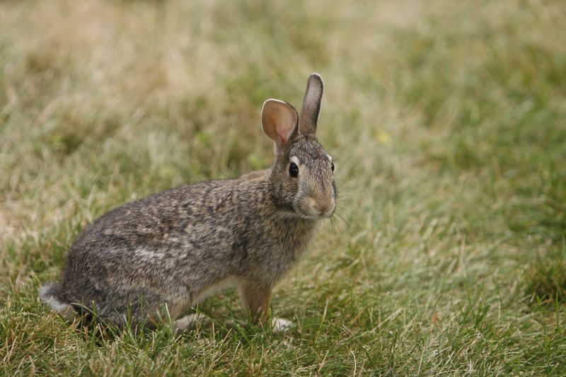 Protect Your Landscaping By Removing Rabbits!