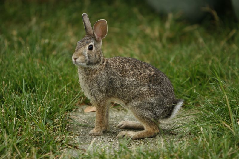 Get Rabbit Extermination To Prevent Crop Damage!