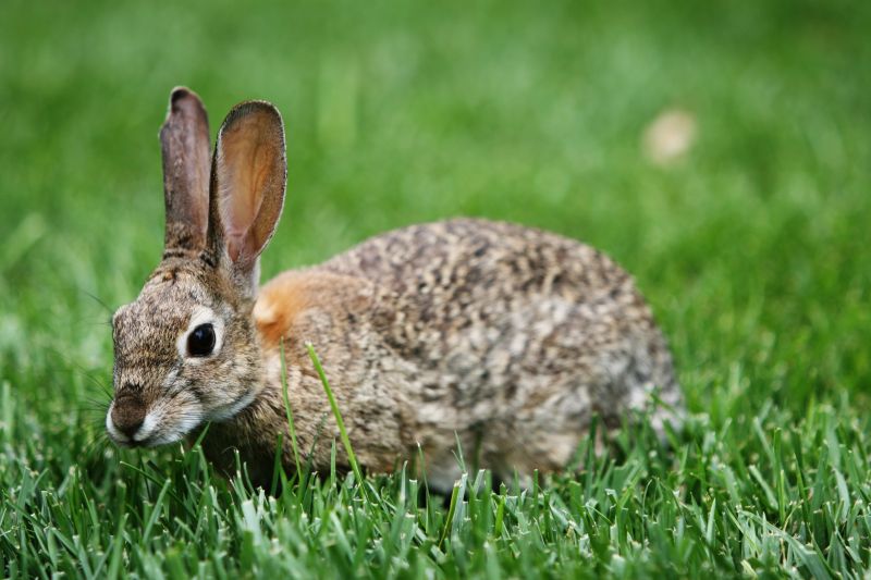 Prevent Health Hazards By Eliminating Rabbits!