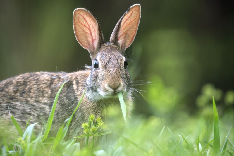 Contact About Rabbit Extermination